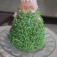 سبزه عید  عروسکی|گل و گیاه طبیعی|نوشین شهر, |دیوار