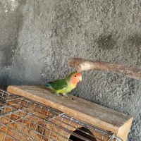 طوطی برزیلی خوش رنگ سر و حال