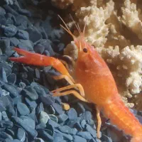 ماهی آکواریوم .لاوستر|ماهی|دماوند, دماوند|دیوار