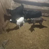 ۴عدد بز جوان شیری خانگی|حیوانات مزرعه|ساوه, |دیوار