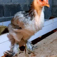 نیمچه خروس امپراطور پاپر|حیوانات مزرعه|قائمشهر, |دیوار