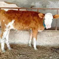 فروش گوساله پرواری|حیوانات مزرعه|طبس, |دیوار