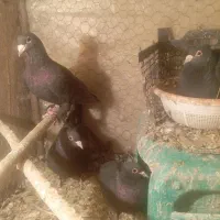 تعداد 25عدد کبوتر رنگی