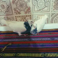 جوجه ‌کبوتر طوقی زرین هفترنگ