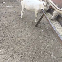 نر بز سانن|حیوانات مزرعه|بروجن, |دیوار