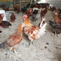 فروش مرغ وجوجه