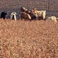 انواع نربز|حیوانات مزرعه|نیشابور, شهید جعفری|دیوار