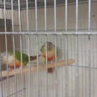 گرینچیک|پرنده|اردکان, |دیوار