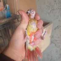 گرینچیک برزیلی|پرنده|نظرآباد, نظرآباد|دیوار