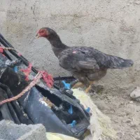 مرغ لاری و شکری