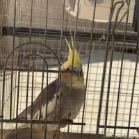 فروش عروس هلندی نر و ماده ب همراه قفس