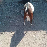 نری نقشی|حیوانات مزرعه|بندرعباس, |دیوار