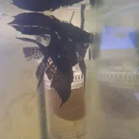 ماهی های گلد فیش خارجی گریدaaaaa|ماهی|قرچک, مهدیه|دیوار