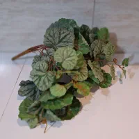 برگ و گل تزیینی خارجی