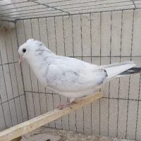 کفتر غریب گیری خوب