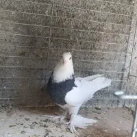 ماده طوقی سیاه