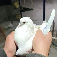 کبوتر نر سفید مهر پرشی