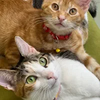 واگذاری گربه نر و ماده