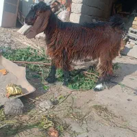 سه دانه بزغاله ماده|حیوانات مزرعه|دهلران, |دیوار