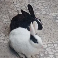 خرگوش سیاه سفید ماده دوساله