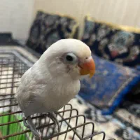 طوطی برزیلی.کتوله دانه خور دستی و بازیگوش.آبپخش