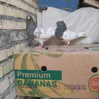 ماده سینه ای و کله ای|پرنده|بهبهان, |دیوار