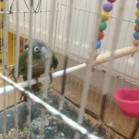 عروس هلندی نرو ماده