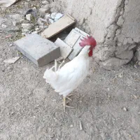 خروس سفید