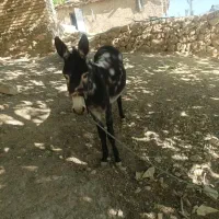 الاغ ماده جوان کاملا اصیل دو سال شماره