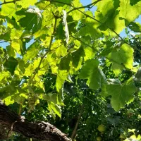 برگ انگور تازه ی تازه