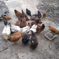 مرغ محلی سرحال