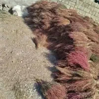 جارو هردسته 40هزار تومن قیمت هم مقطوع|لوازم نظافت|خرم‌آباد, |دیوار