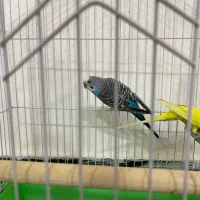 مرغ عشق ماده و نر|پرنده|مریوان, |دیوار