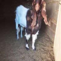 نری پاکستانی