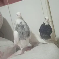 طوقی صرب کفتر سینه کله نقش رنگی|پرنده|خانمیرزا, |دیوار