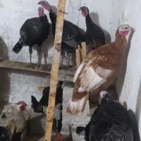 خریدوفروش|حیوانات مزرعه|پیرانشهر, |دیوار