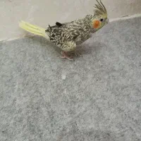 عروس گل باقالی