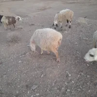 گوسفند، میش، بره ، نر و ماده