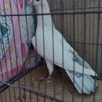 نوک گنده زد خوردی|پرنده|قم, انسجام|دیوار