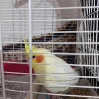 پرنده-- طوطی--رامشیر