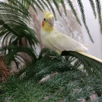 عروس هلندی ماده