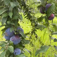 فروش یا معاوضه باغ ساحلی جنگل میرودمحله افرا