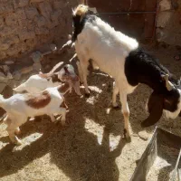 بز پاکستانی شیرا جوان زه دوم دوقلو هر دو بزقاله نر