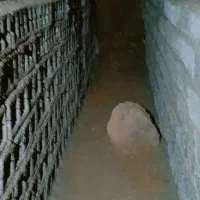 مغنی چاه کن مقنی در سراسر تهران