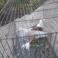 پرنده