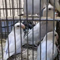 طوطی برزیلی گمشده