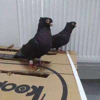 کفترسیاه سروستانی