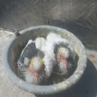 کبوتر ابلق سبز|پرنده|کرج, خرمدشت|دیوار