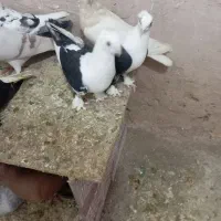 ساتن . پشت زرد . پشت سیاه عتیقه