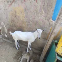 بز بنگالی نصل دار